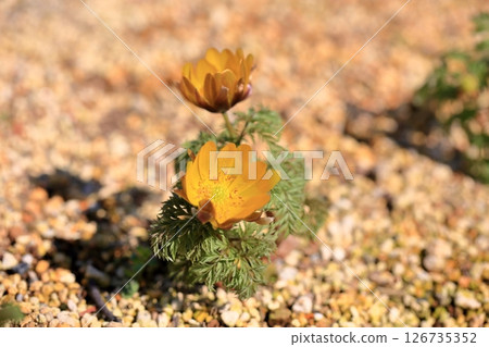 明亮的阿多尼斯花 126735352