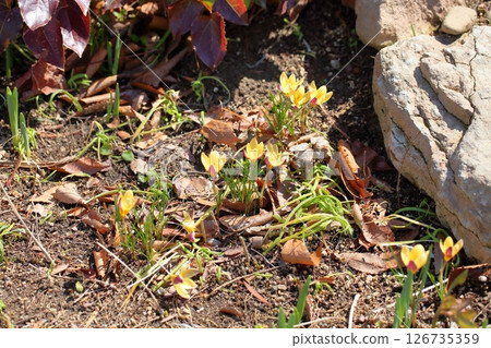 Cute crocus flowers 126735359