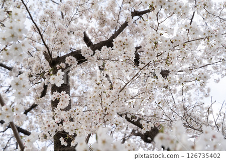 Cherry blossoms in full bloom filling the sky① Cherry blossoms in full bloom filling the sky① 126735402