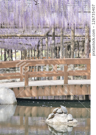 A soothing landscape of wisteria trellis, bridge and turtles 126735407