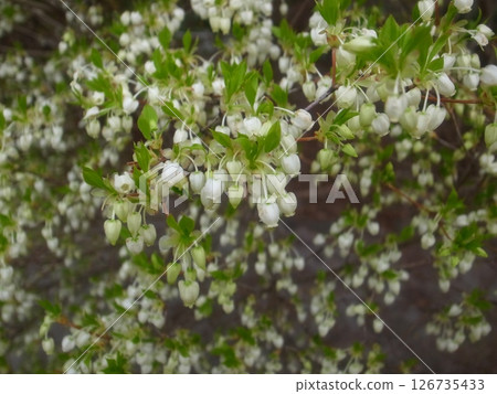 Daeda Dunziae 126735433