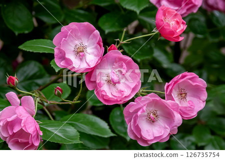 Everblooming climbing rose, Pink Angela [Cup-shaped] 126735754
