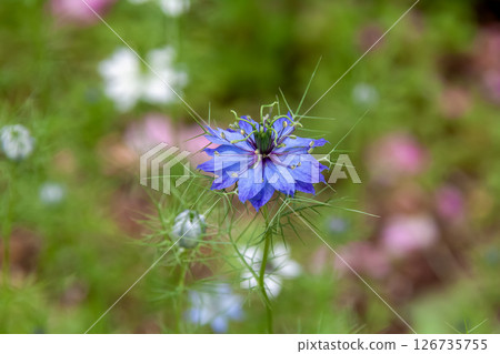 The Japanese name for the thread-like-leaved nigella is Kurotanesou (Ranunculaceae). 126735755