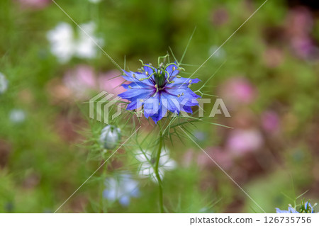 The Japanese name for the thread-like-leaved nigella is Kurotanesou (Ranunculaceae). 126735756