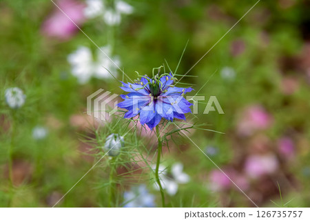 The Japanese name for the thread-like-leaved nigella is Kurotanesou (Ranunculaceae). The Japanese name for the thread-like-leaved nigella is Kurotanesou (Ranunculaceae). 126735757