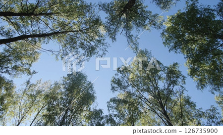 Lush Green Trees Sway Gently Beneath a Clear Blue Sky in a Serene Forest During the Bright Afternoon Light, Showcasing Nature's Beauty and Tranquility Lush Green Trees Sway Gently Beneath a Clear Blue Sky in a Serene Forest During the Bright Afternoon Light, Showcasing Nature's Beauty and Tranquility 126735900