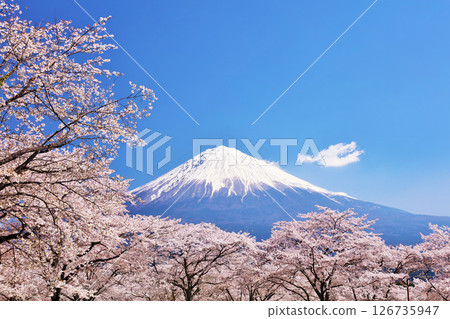 Spring Fuji in Japan and cherry blossoms 126735947