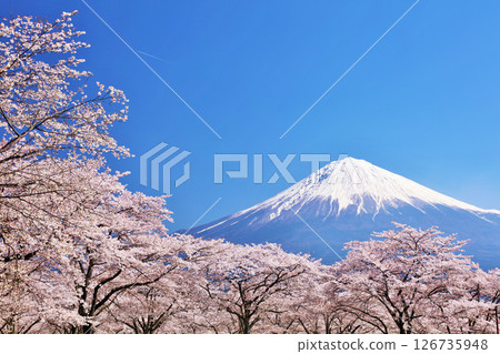 Spring Fuji in Japan and cherry blossoms 126735948