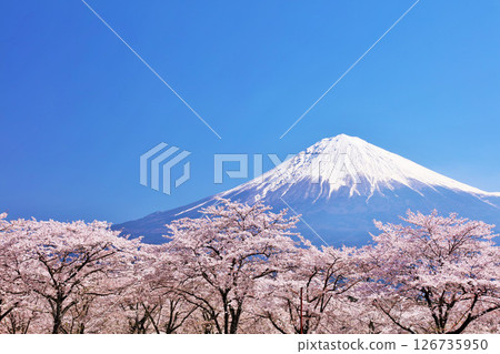 日本的春天富士和櫻花 126735950