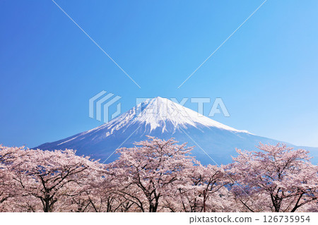 日本的春天富士和櫻花 126735954