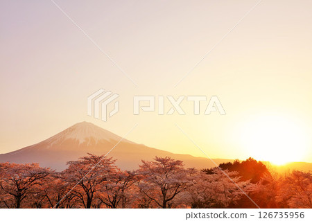 黎明的富士山和春天的櫻花 126735956