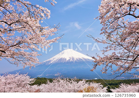 日本的春天富士和櫻花 126735960