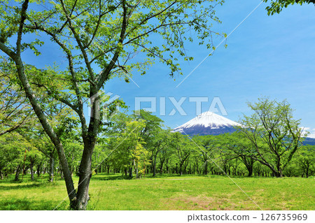初夏的藍天、新綠、富士山 126735969