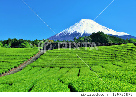 Blue sky of early summer and fresh green tea fields and Mt. Fuji 126735975