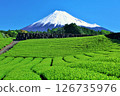 初夏藍天和新鮮的綠茶領域和富士山 126735976