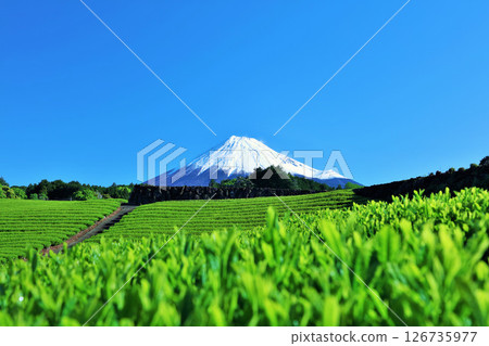 初夏藍天和新鮮的綠茶領域和富士山 126735977
