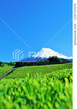 初夏藍天和新鮮的綠茶領域和富士山 126735978
