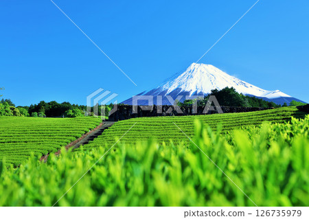 初夏藍天和新鮮的綠茶領域和富士山 126735979
