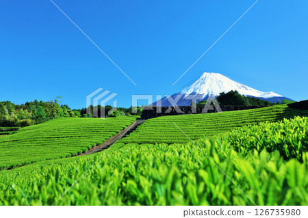 初夏藍天和新鮮的綠茶領域和富士山 初夏藍天和新鮮的綠茶領域和富士山 126735980
