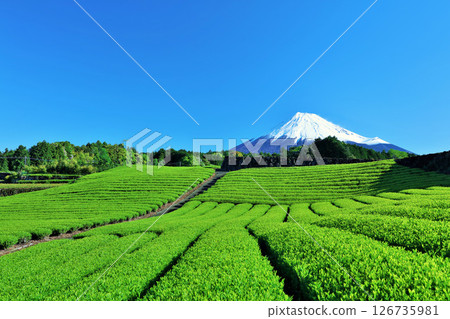Blue sky of early summer and fresh green tea fields and Mt. Fuji 126735981