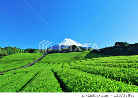 初夏藍天和新鮮的綠茶領域和富士山 126735982