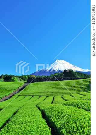 初夏藍天和新鮮的綠茶領域和富士山 126735983