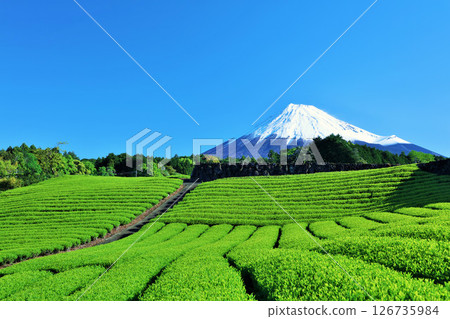 初夏藍天和新鮮的綠茶領域和富士山 126735984
