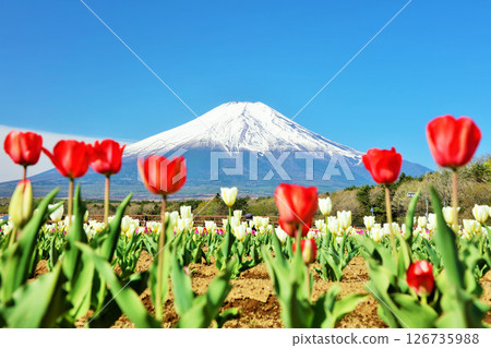 春天的藍天和盛開的鬱金香和富士山 126735988