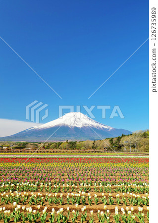 春天的藍天和盛開的鬱金香和富士山 126735989