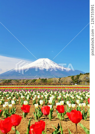 Spring blue sky and full bloom tulips and Mt. Fuji 126735991