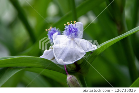 Tradescantia repens, with fluffy hairs on the filaments and a pale purple hue 126736029