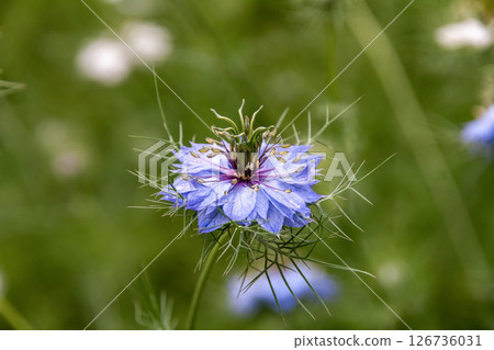 線狀葉黑種草的日文名稱是 Kurotanesou（毛茛科）。 126736031