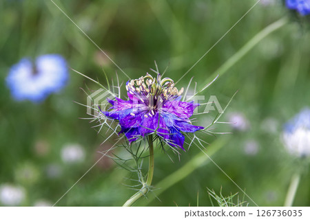 線狀葉黑種草的日文名稱是 Kurotanesou(毛茛科)。 線狀葉黑種草的日文名稱是 Kurotanesou(毛茛科)。 126736035