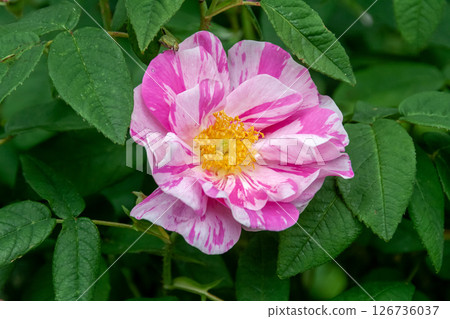Rosa Mundi 是一種英國玫瑰,花朵上有美麗的條紋。 Rosa Mundi 是一種英國玫瑰,花朵上有美麗的條紋。 126736037