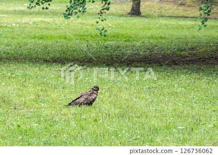 Black kite, Kyoto Imperial Palace, Kyoto City 126736062