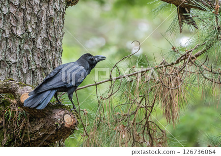 Crow (Carrion crow) Kyoto Imperial Palace, Kyoto City 126736064