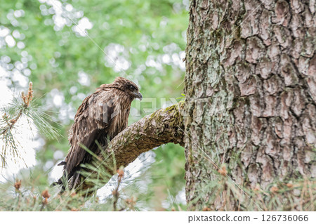 A black kite perched on a tree branch, Kyoto Gyoen, Kyoto City 126736066
