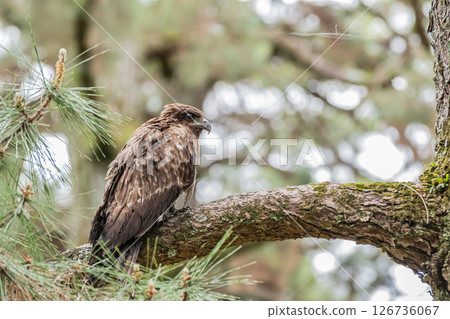 京都市京都御苑,一隻黑鳶棲息在樹枝上 京都市京都御苑,一隻黑鳶棲息在樹枝上 126736067