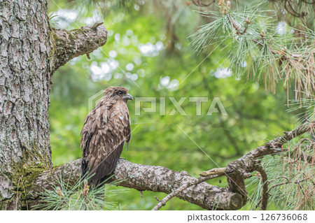 A black kite perched on a tree branch, Kyoto Gyoen, Kyoto City 126736068
