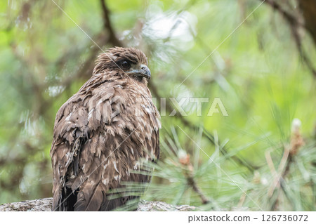A black kite perched on a tree branch, Kyoto Gyoen, Kyoto City 126736072