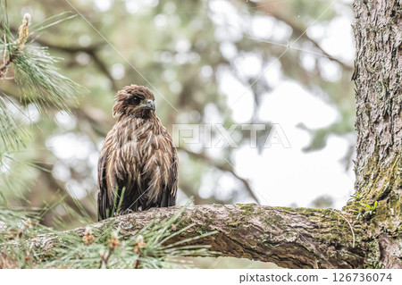 京都市京都御苑,一隻黑鳶棲息在樹枝上 京都市京都御苑,一隻黑鳶棲息在樹枝上 126736074
