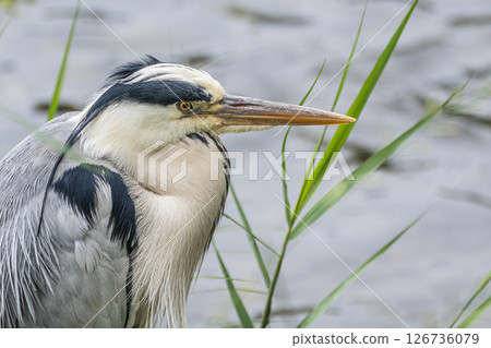 A heron standing by the water, Kamogawa River, Kyoto City 126736079