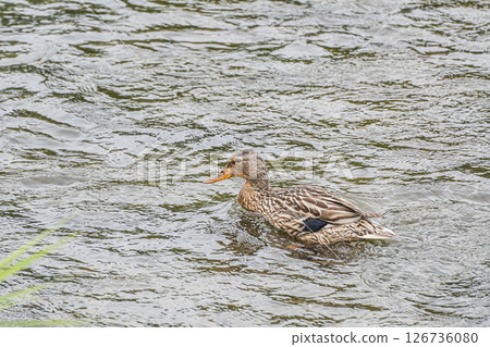 Mallard (female) Kamogawa, Kyoto City 126736080