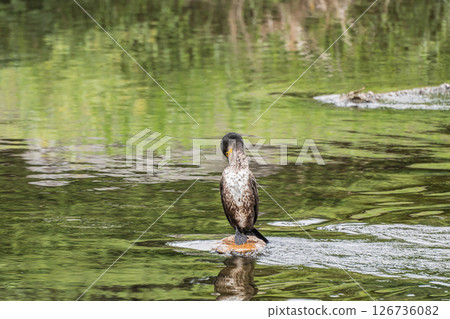 Great Cormorant, Kamogawa River, Kyoto City 126736082