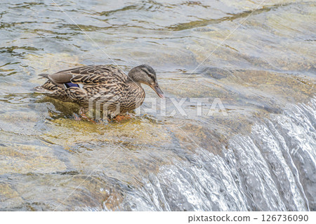 綠頭鴨（雌性）京都市高野川 126736090