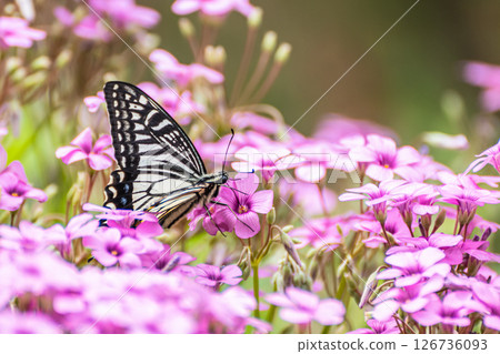 一隻燕尾蝶（Swallowtail）正在從花中吸取花蜜 126736093