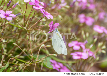 白菜白蝴蝶吮吸花蜜 126736094