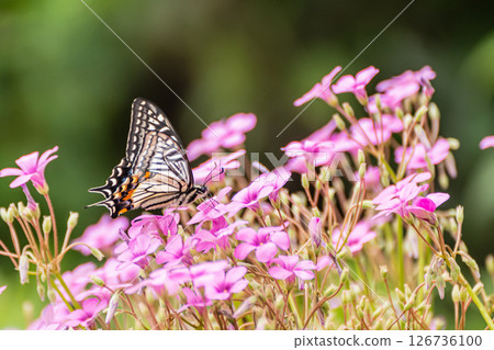 一隻燕尾蝶(Swallowtail)正在從花中吸取花蜜 一隻燕尾蝶(Swallowtail)正在從花中吸取花蜜 126736100
