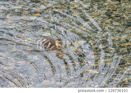 Mallard ducklings swimming in the rapids of the Takano River in Kyoto City Mallard ducklings swimming in the rapids of the Takano River in Kyoto City 126736101