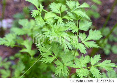 蛇床子、川芎、藥草、藥用植物 126736105